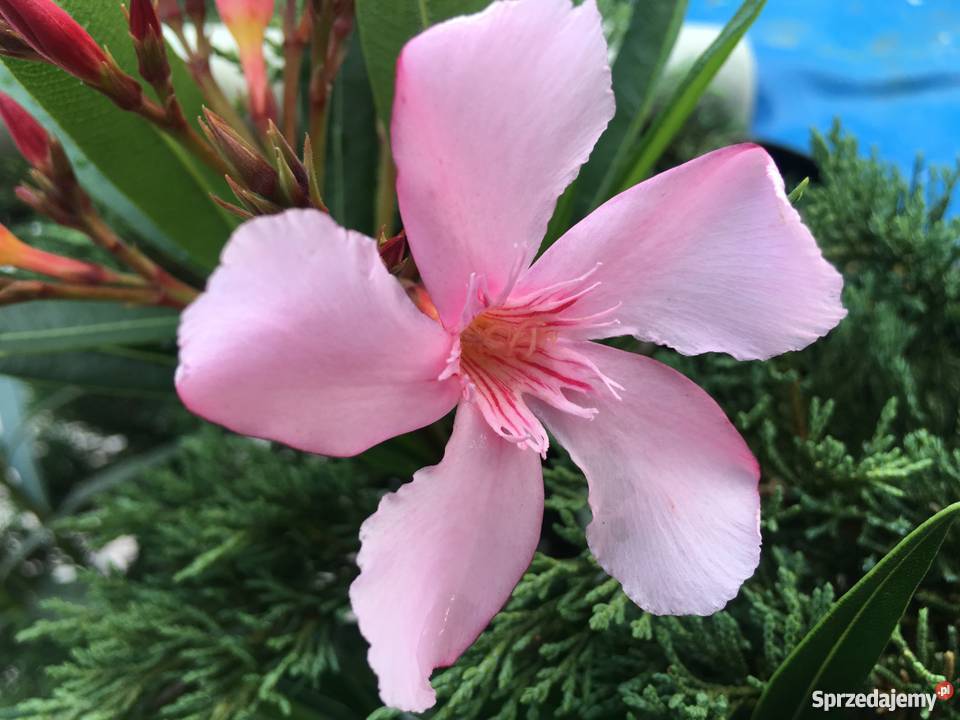 Złoty oleander Ogród Brzeźnica