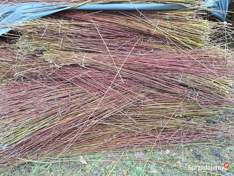 Wiklina zielona wykoszona niesortowana Leżajsk