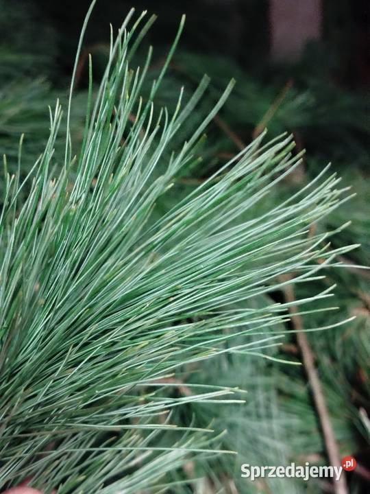 Sosna wejmutki Leśnictwo Brzeg