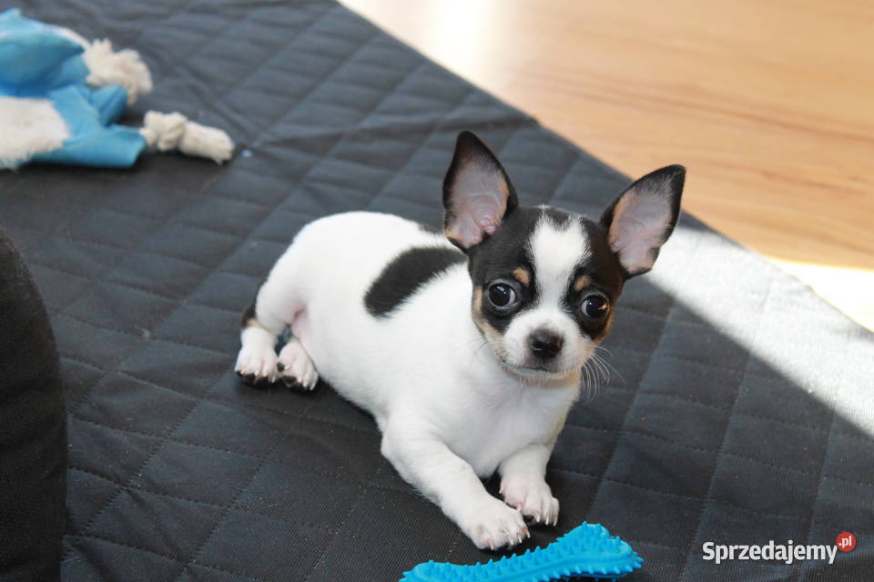 Chihuahua krótkowłosy chłopiec ZKwP FCI Świnoujście sprzedam