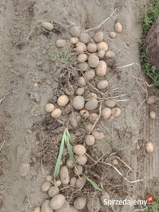 Ziemniaki paszowe ziemniaki odpadowe Kamieniec sprzedam