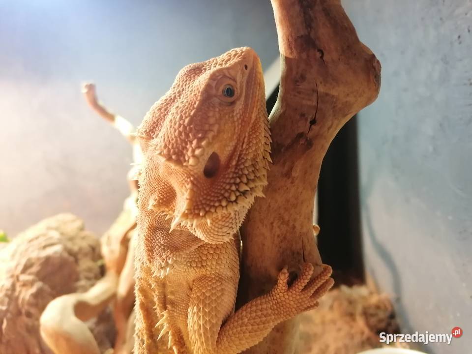 sprzedam 2 agamy brodate z terarium Gady i płazy Kwidzyn sprzedam
