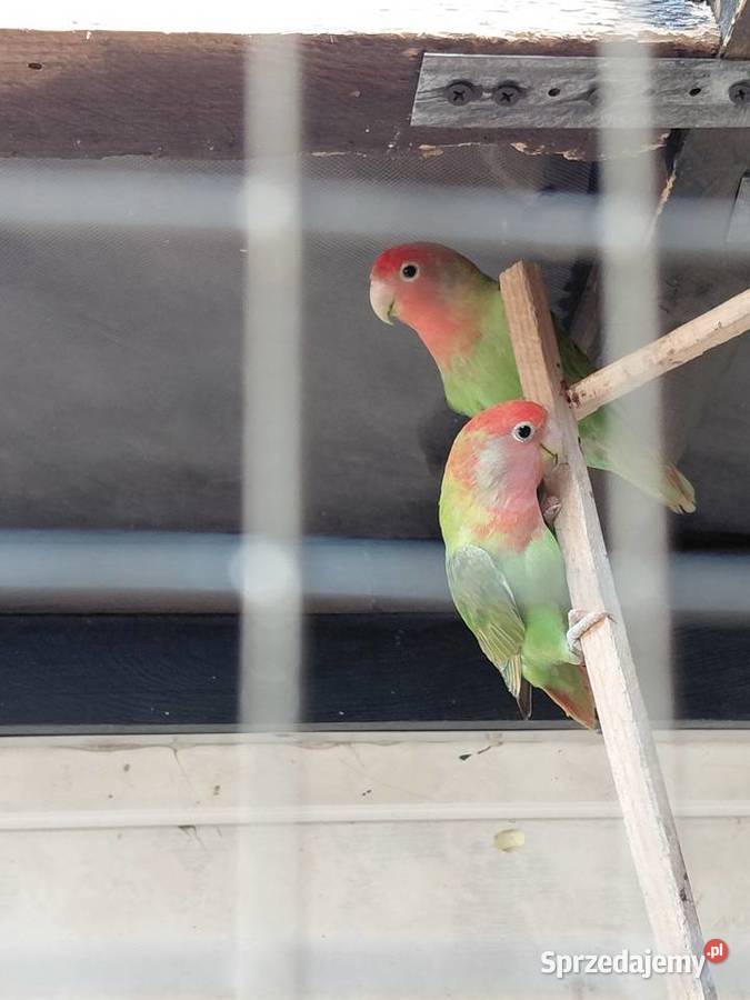 Sprzedam papugi że zdjęć Świebodzin