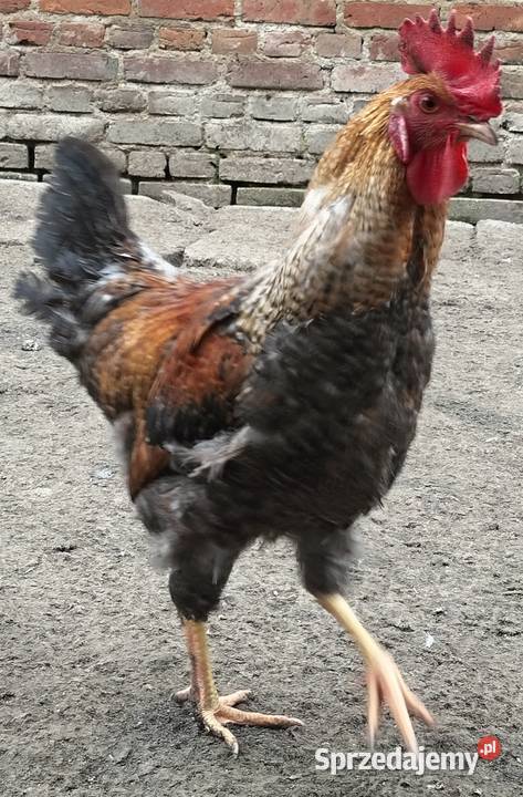 Koguty green shill Nałęczów