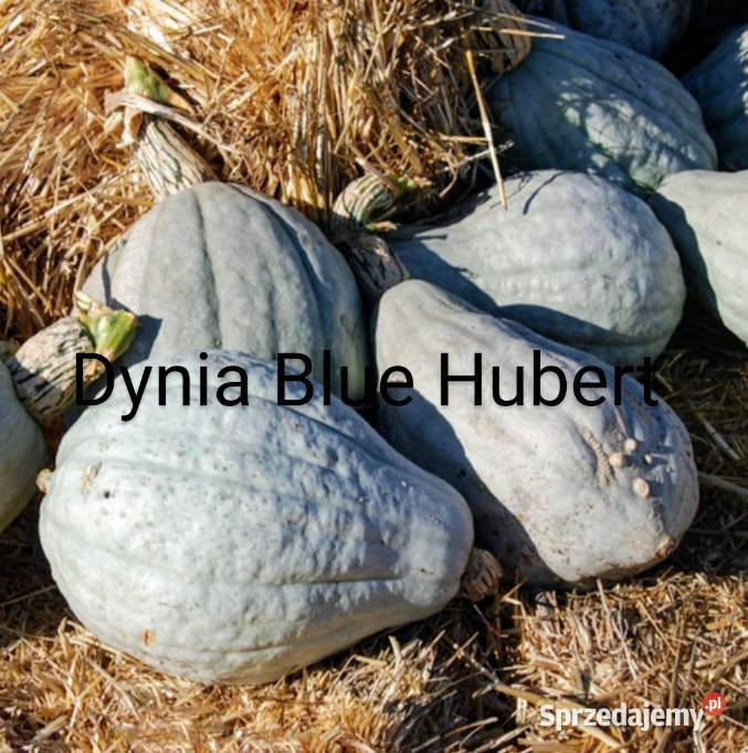 Rosja Dynia bezłupinowa nasiona kolekcjonerskie Kraków