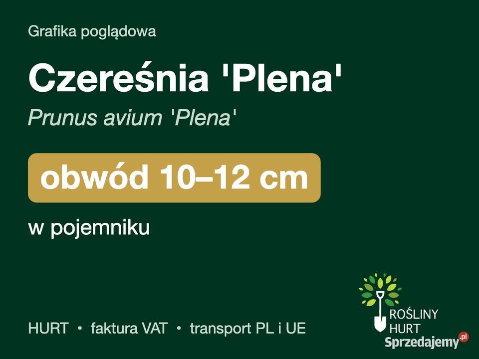 Czereśnia Plena Prunus avium obwód 1012 w wielkopolskie