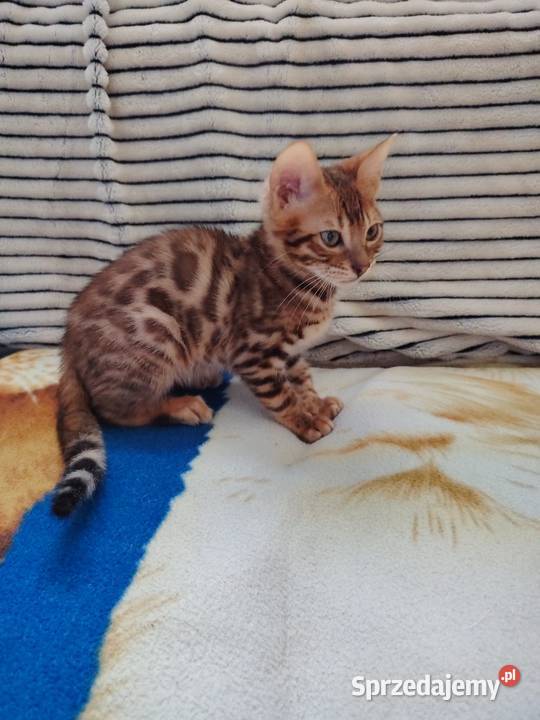 Sprzedam koty bengalskie sprzedam