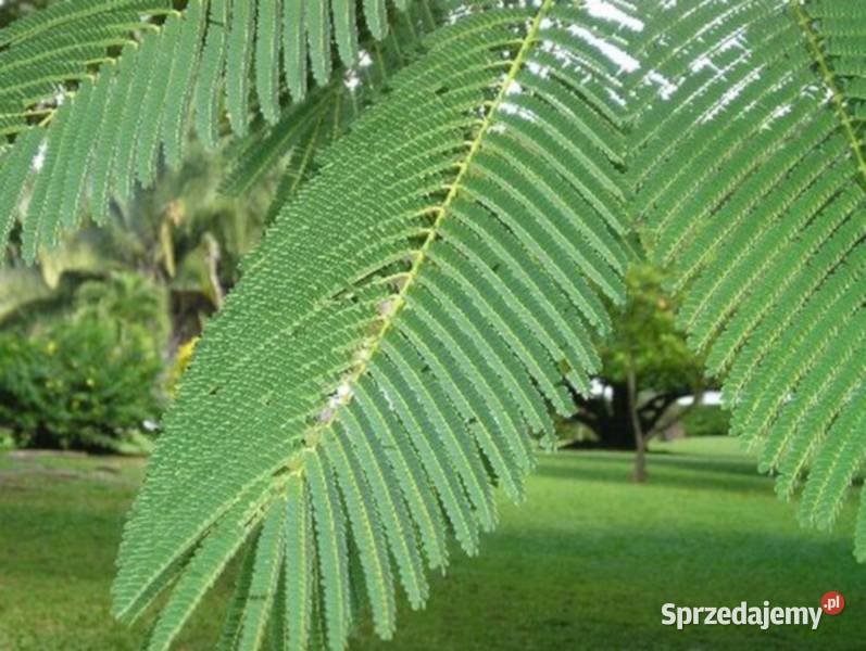 DRZEWO CHWAŁY Colvillea racemosa NASIONA 100g Rośliny Lubanie