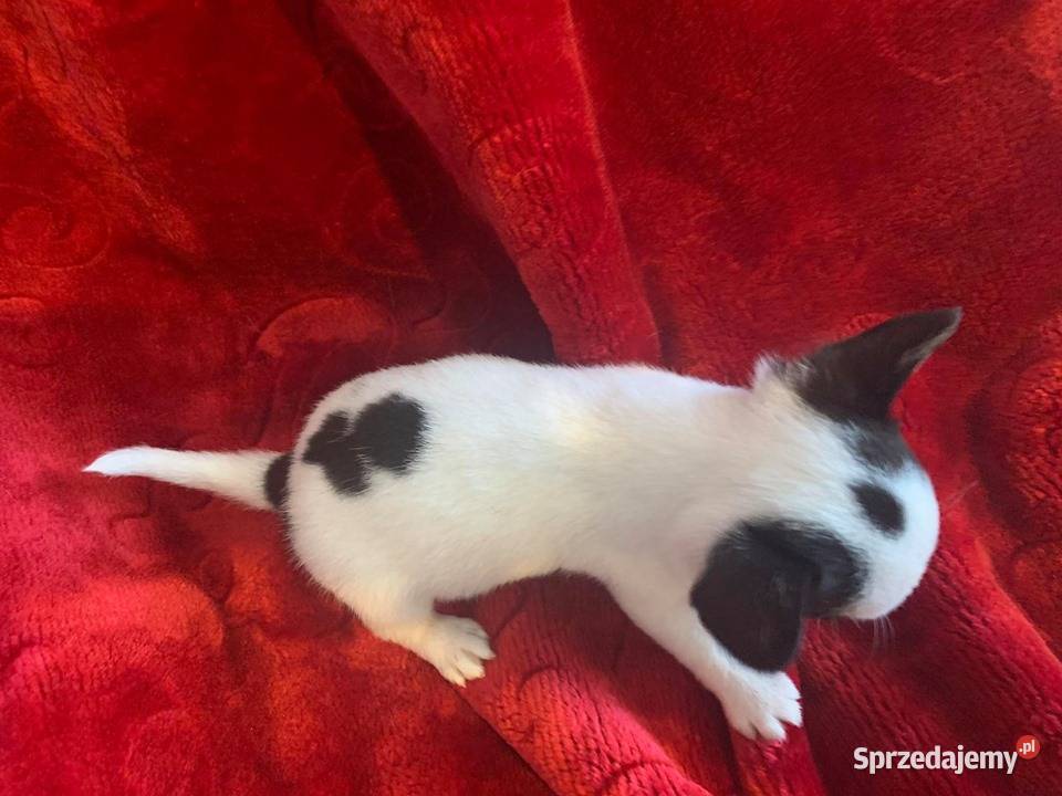 ŚLICZNE CHIHUAHUA krótkowłose piesek mini z Leoncin
