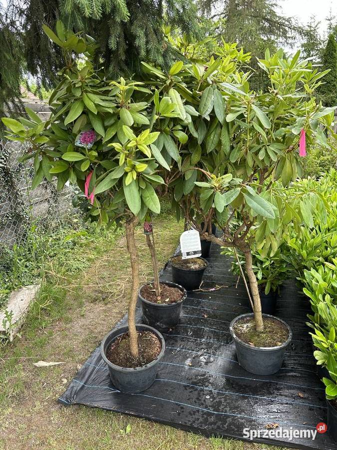 Rhodondrony dufhecke inkaro i Rhododendrony na Ostrów Mazowiecka