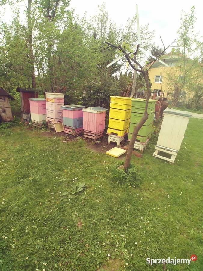 Ule wielkopolskie drewniane Temeszów sprzedam
