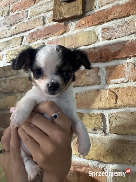 Sunia Chihuahua malutka przekochana dziewczynka Chihuahua mazowieckie Warszawa