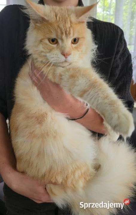 Maine coon kocurek Kęty