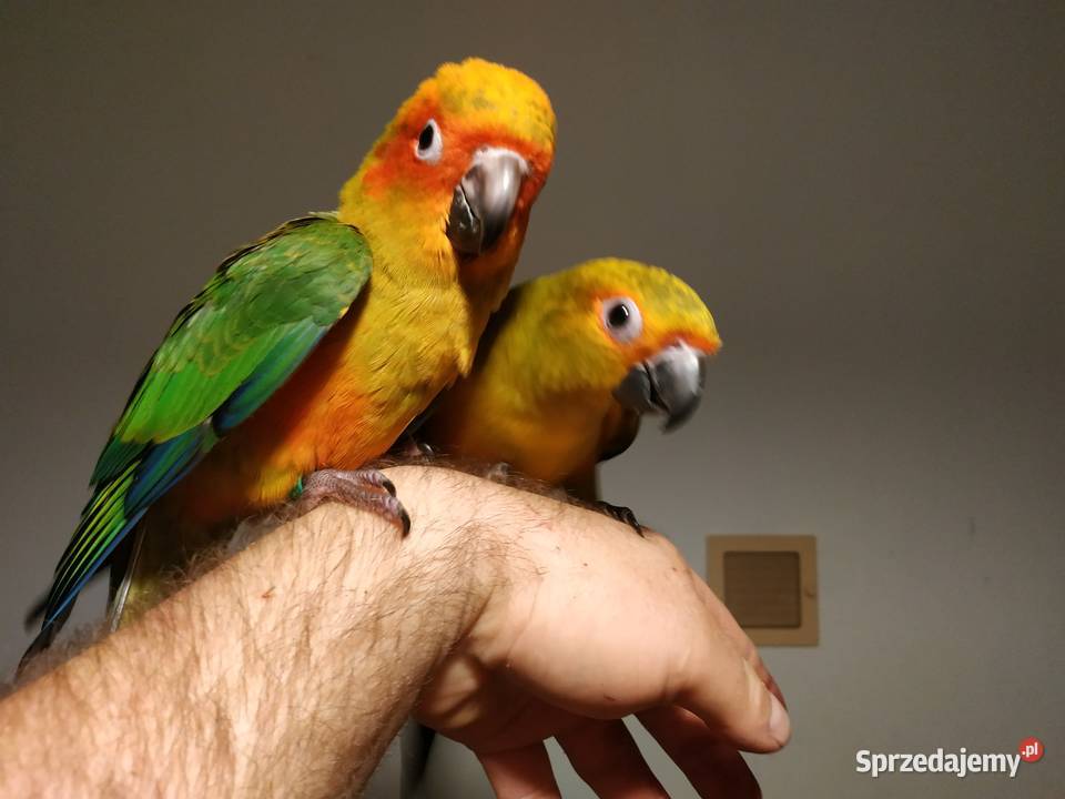 Konura słoneczna ręcznie karmiona oswojona 2020