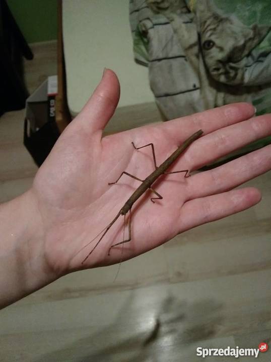 Patyczaki indyjskie młode małopolskie Sułkowice sprzedam