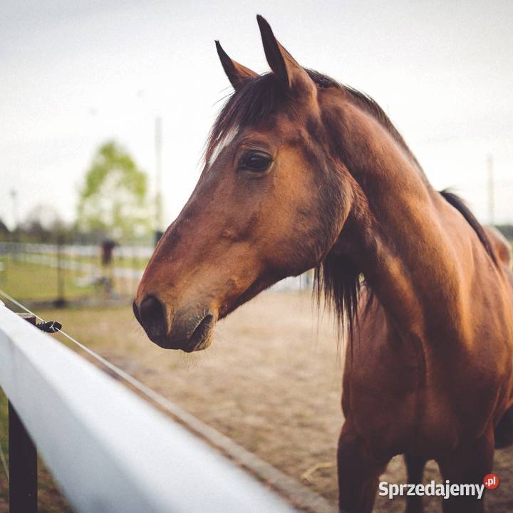 Dezosan Wigor 1000 do suchej dezynfekcji DOSTAWA Nysa