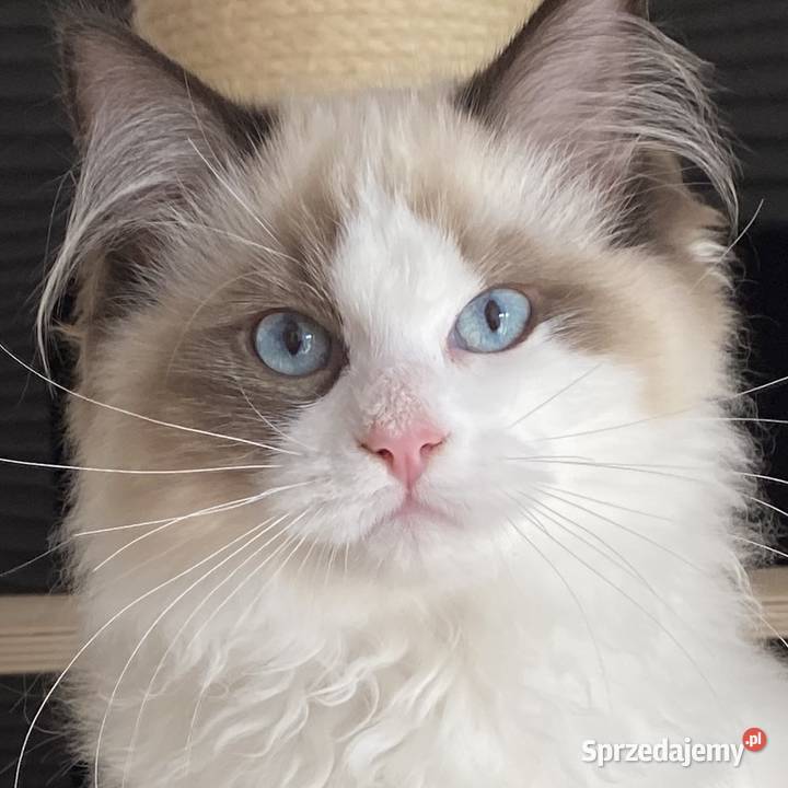 Piękny kocurek Ragdoll gotowy do odbioru z Szprotawa