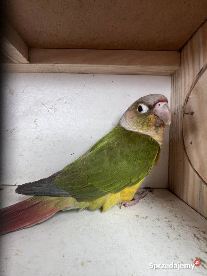 Sprzedam rudosterke Siepraw