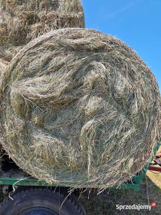 Sprzedam ok 200bel siana Trawy, słoma Wrąbczynkowskie Holendry