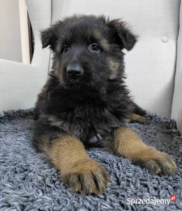 Szczenięta Owczarek Niemiecki Długowłosy Owczarek Grzęby