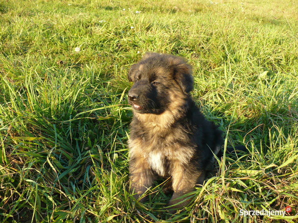 Owczarek Niemiecki Długowłosy Bachórzec