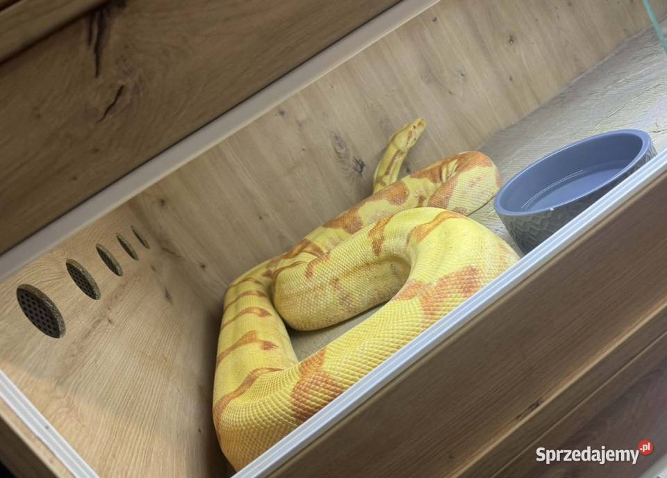 Samica boa sunglow Łódź