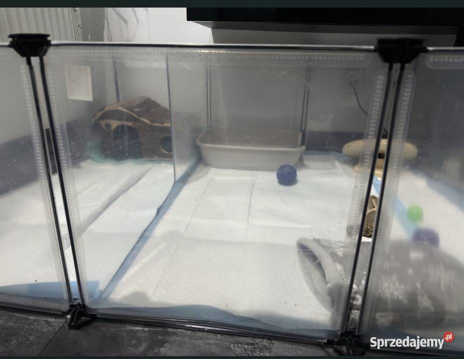 Jeż Pigmejski podlaskie Białystok