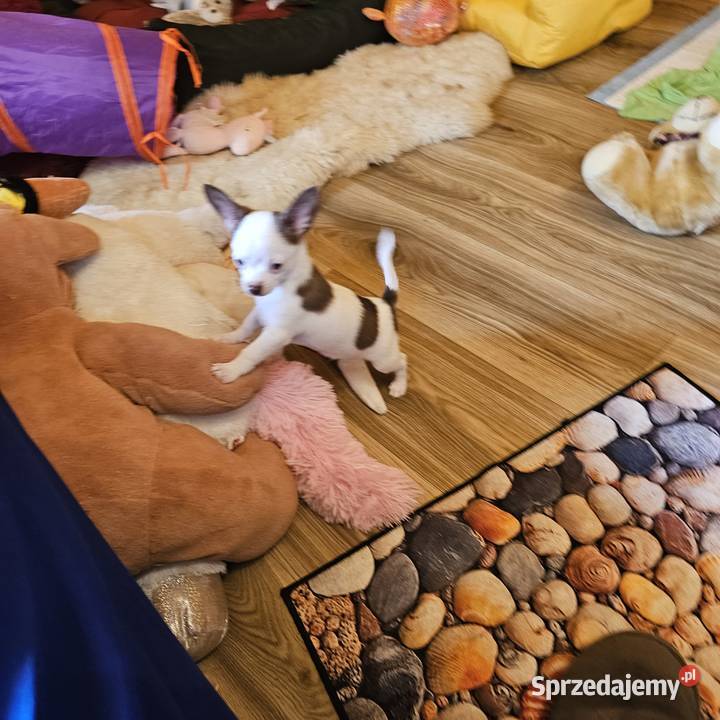 Chihuahua jedyny taki piesek mądry Całuśny Kołobrzeg sprzedam