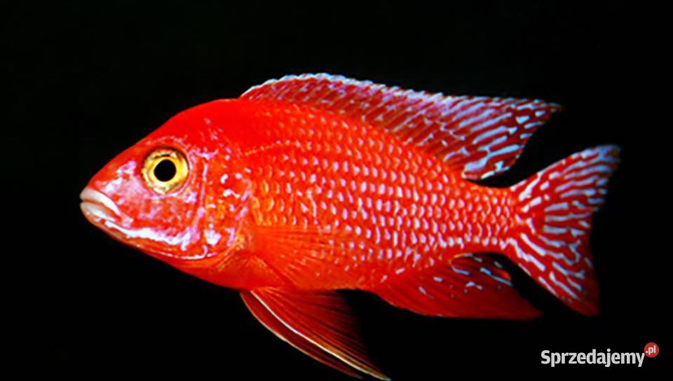 Aulonocara Fire Fish Pyszczak Pyszczaki KURIER pomorskie Gdańsk sprzedam