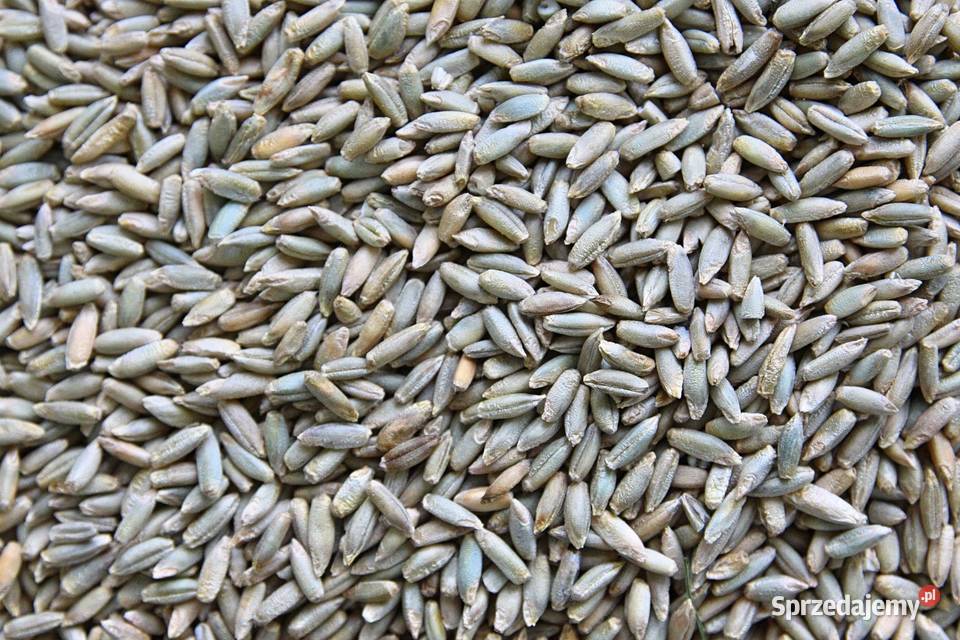 Sprzedam Żyto Regnów sprzedam