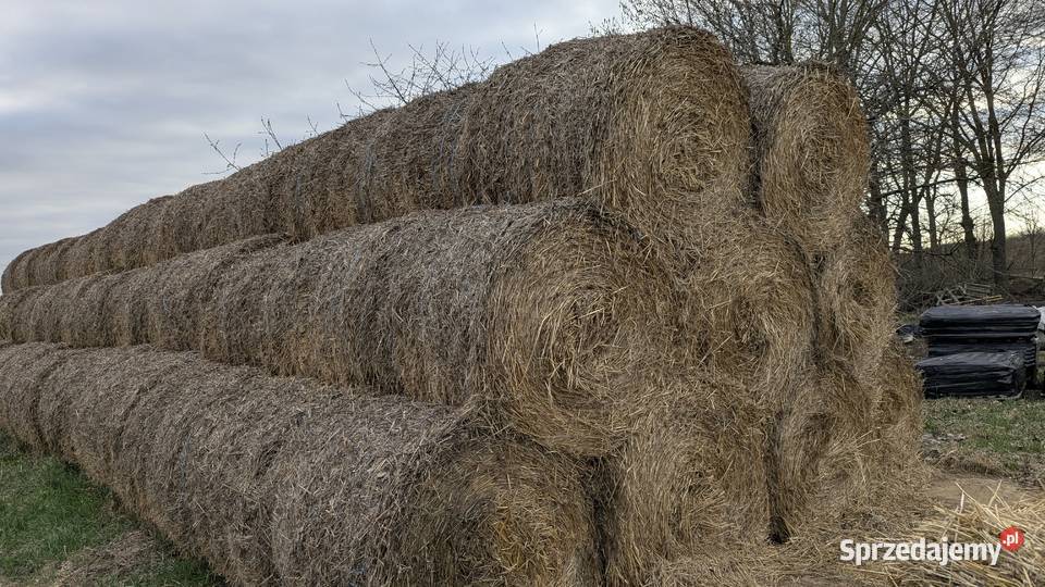 Słoma w rolkach belach Młódnice sprzedam