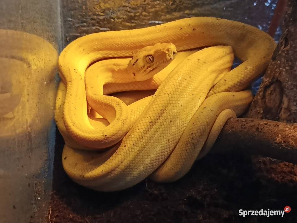 Boa leśny samica z papierami Myszków sprzedam