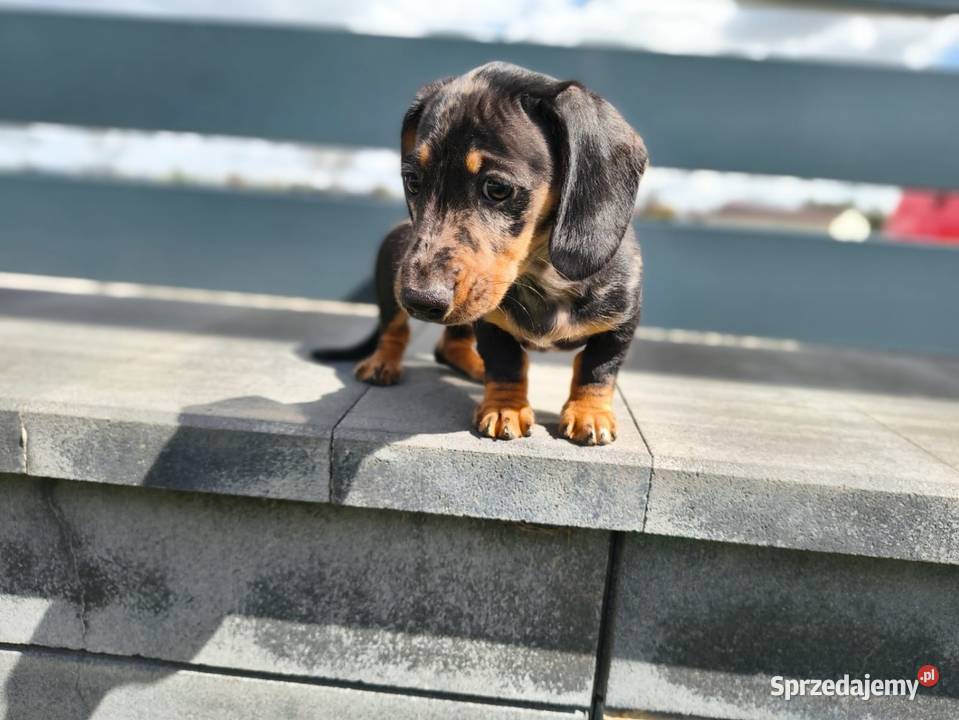 Jamnik Dackel dachshund merle Jamnik