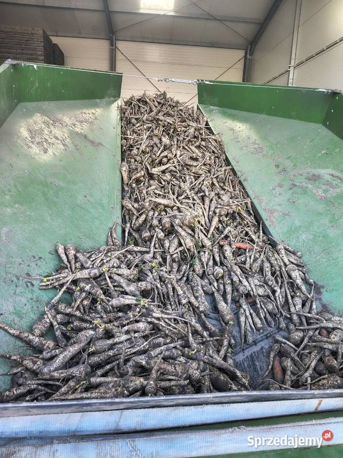 Pietruszka seler sprzedam