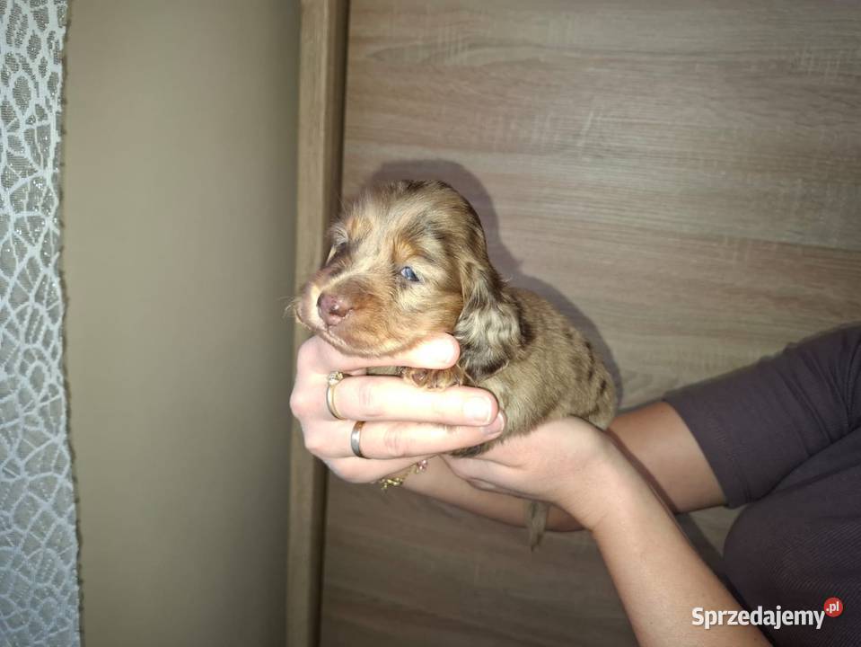 Jamnik Dackel dachshund choco merle łódzkie Żychlin
