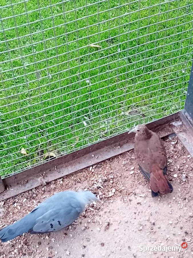 Śińiaczek plamisty para dorosła mazowieckie