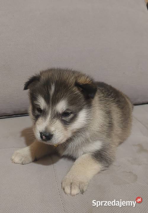 Alaskan Malamute suczka szczeniak Zwierzęta Przemyśl