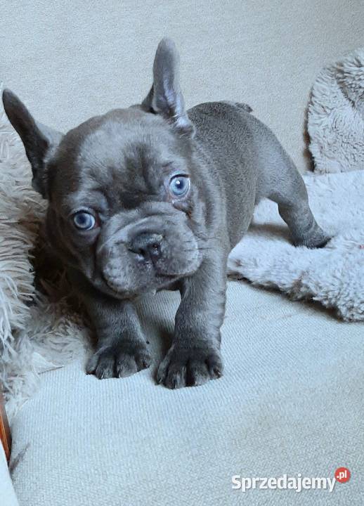 Buldog francuski dziewczynka łódzkie Pabianice