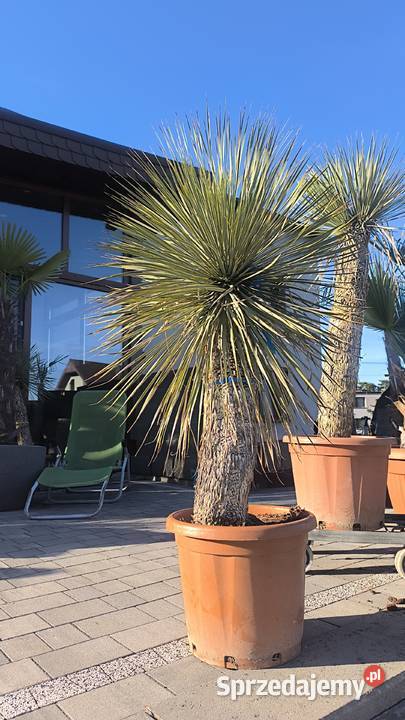 palma yucca rostrata śląskie Pszczyna