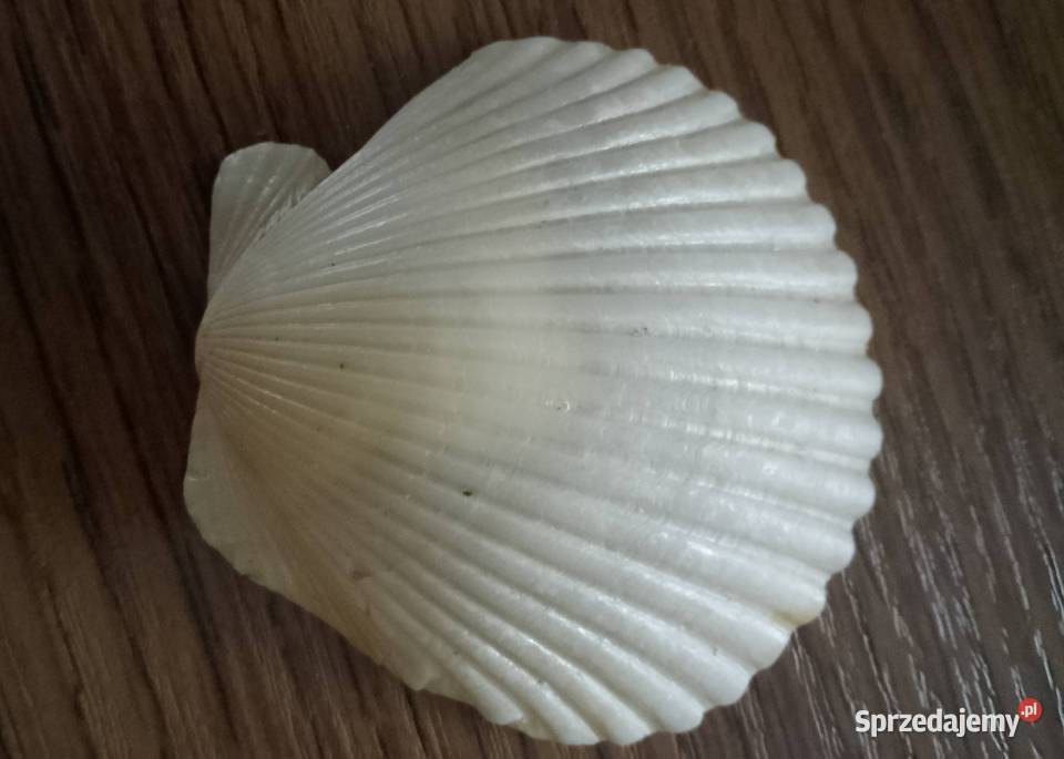 Muszle morskie śwJakuba Nakło nad Notecią