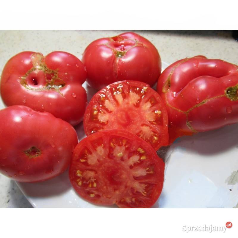 Sybirskij Kozyr Rosja Syberia nasiona kolekcja małopolskie