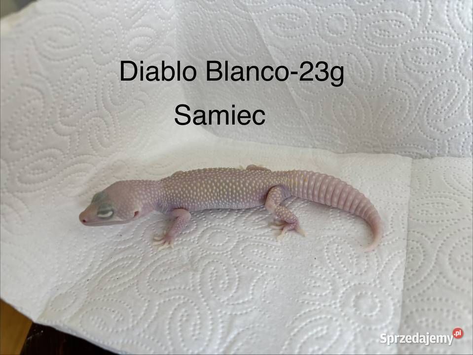 EublefarGekon lamparci Knurów