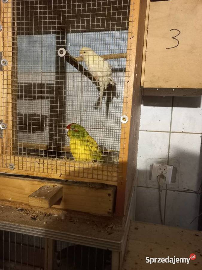 Papugi modrolotki Ptaki