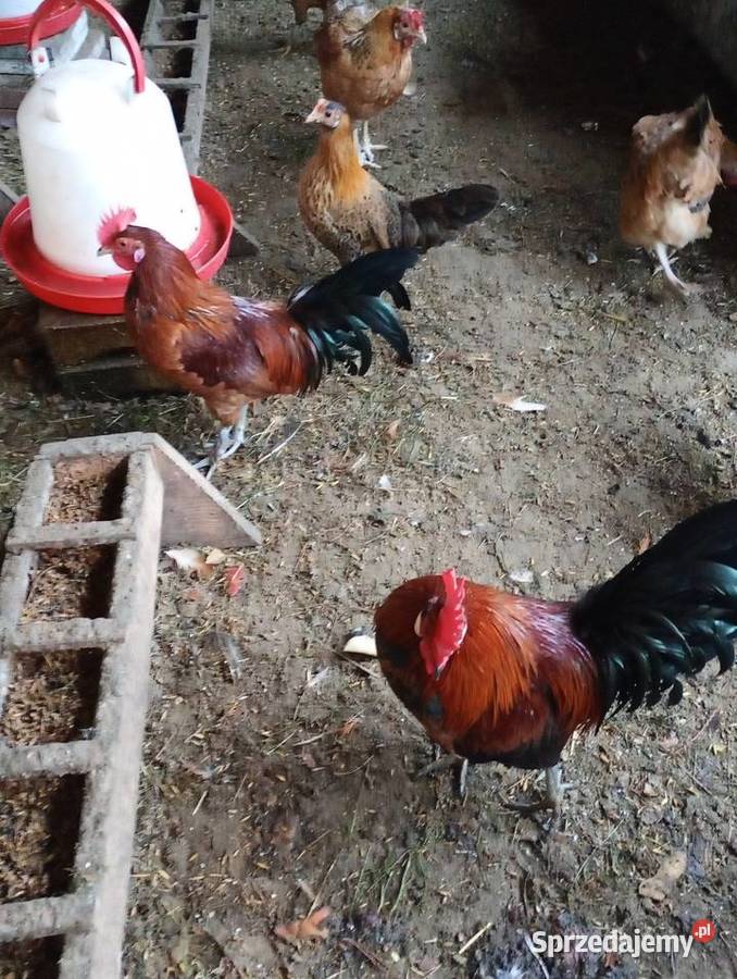 Kurki liliputy Ptaki Łowicz