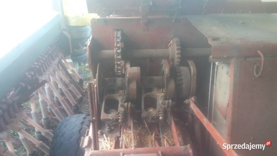Sprzedam prase sipma z 224