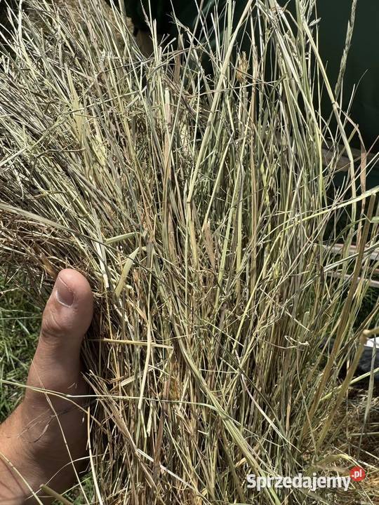 Siano Bele siana 120x130 TRANSPORT Kasina Wielka