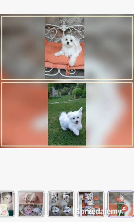 Maltańczyk szczeniaczki z rodowodem Kowary