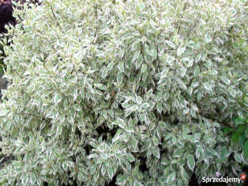 Dereń biały z czerwonymi zielonymi gałązkami Dom i Ogród kujawsko-pomorskie