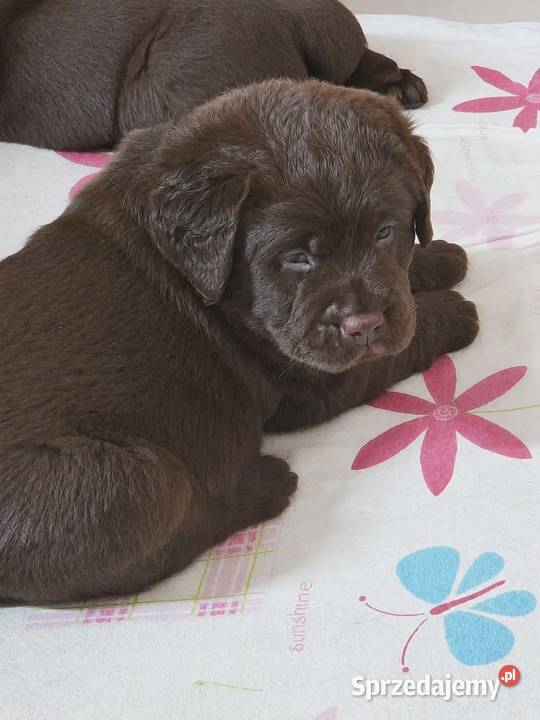 Labrador Retriever ZkwpFCI czekoladowe Dąbrowa Tarnowska