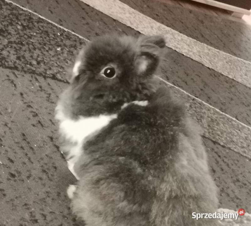 Sprzedam Królika Teddy Katowice
